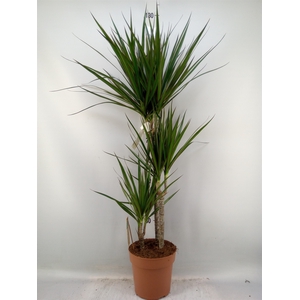 Dracaena marg.
