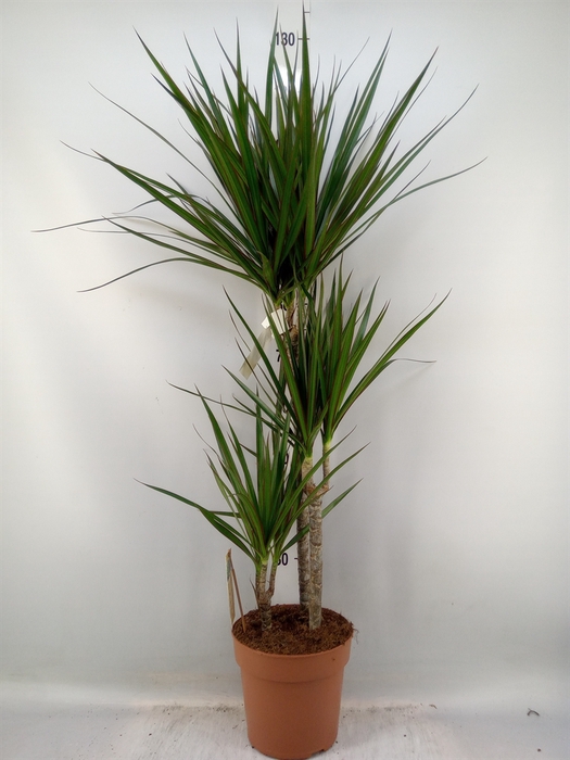 <h4>Dracaena marg.</h4>