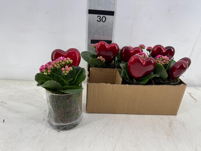 <h4>ARR PL IN SCHAAL</h4>