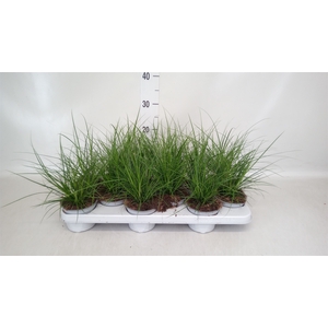 Carex brunnea