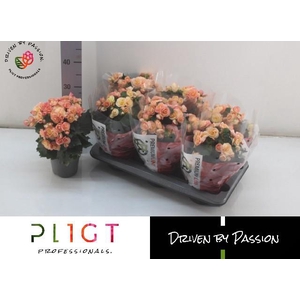 BEG DU HAILEY SUNSET