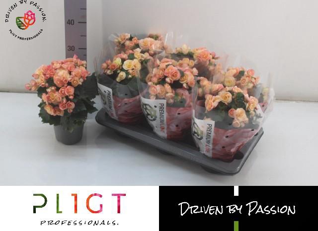 <h4>BEG DU HAILEY SUNSET</h4>