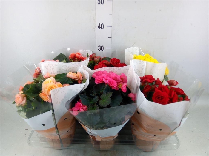 <h4>Begonia elat. DU   ...mix</h4>