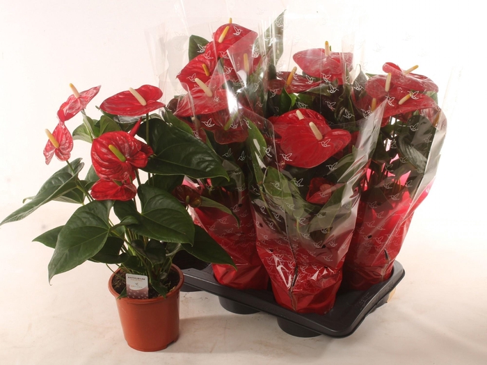 <h4>ANTHU A EASY RED</h4>