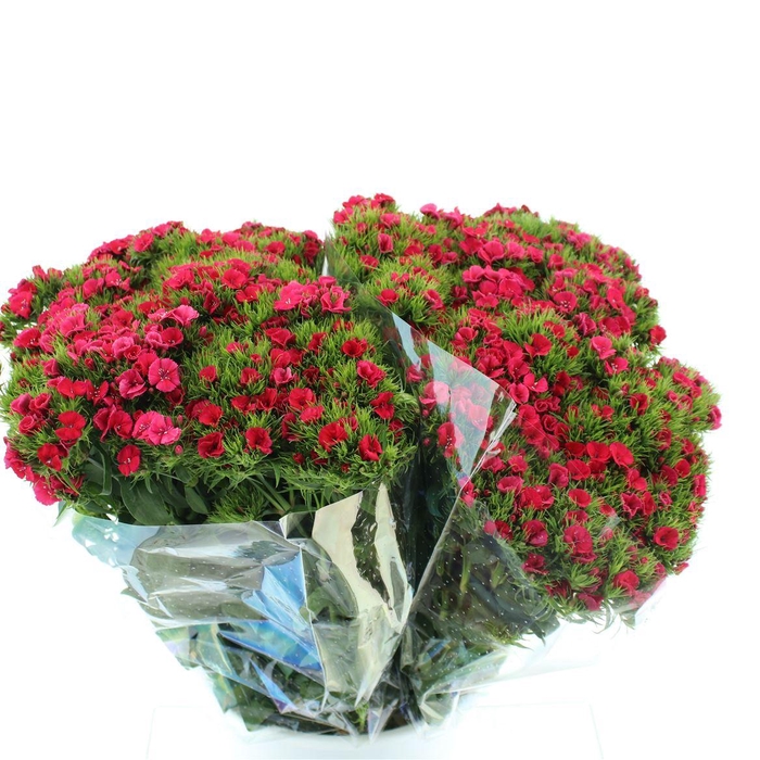 <h4>Di Barb Ball Fuchsia Super</h4>