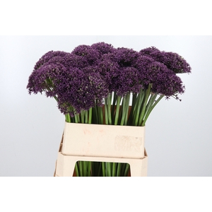 Allium Mercurius