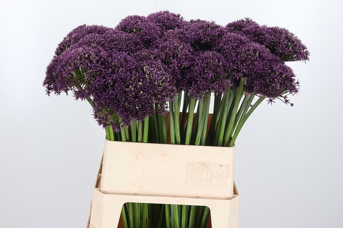 <h4>Allium Mercurius</h4>