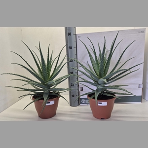 ALOE ARBORESCENS