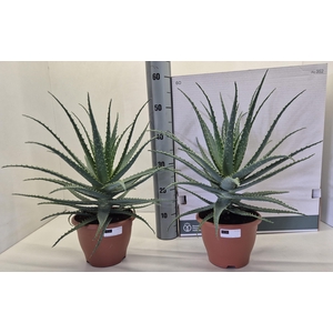 ALOE ARBORESCENS