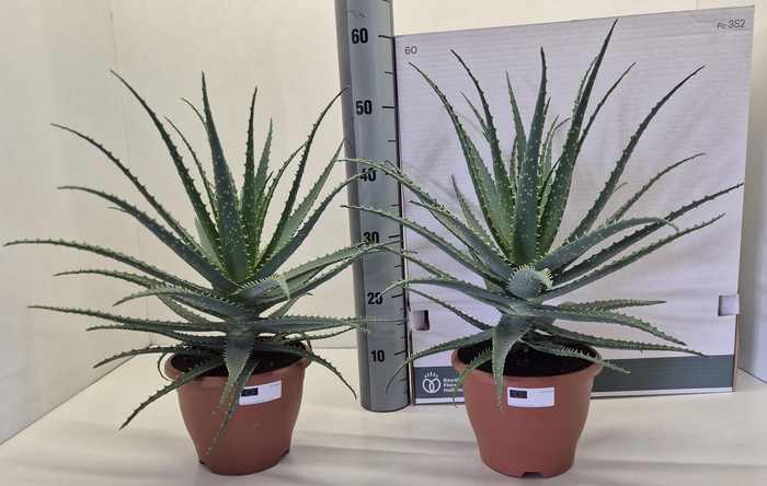 <h4>ALOE ARBORESCENS</h4>