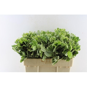 Pittosporum Ilan