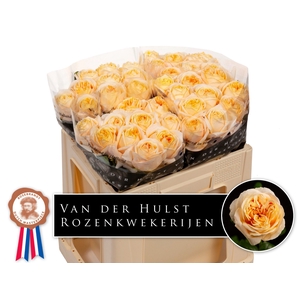 R Gr London Tower Hulst