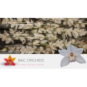 CYMB T HMS WH SENSAT