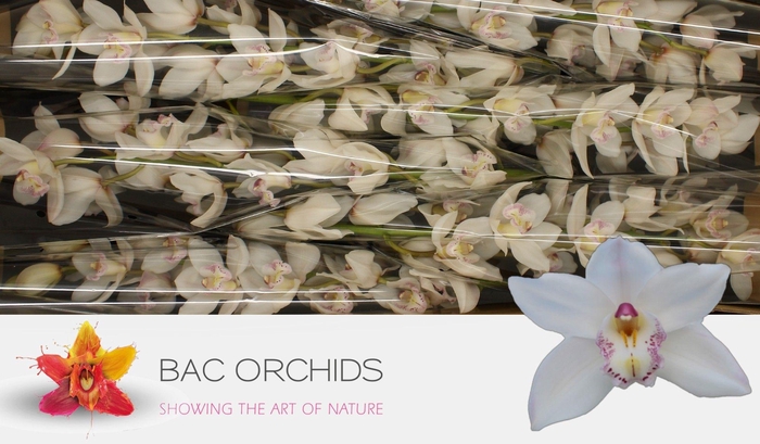 <h4>CYMB T HMS WH SENSAT</h4>