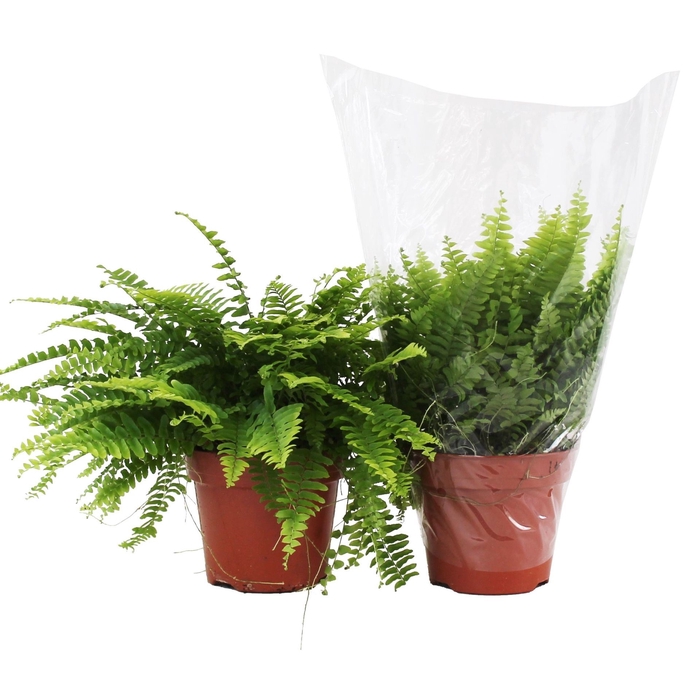 <h4>Nephrolepis Bostoniensis</h4>