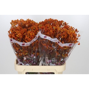 Anigozanthos Orange