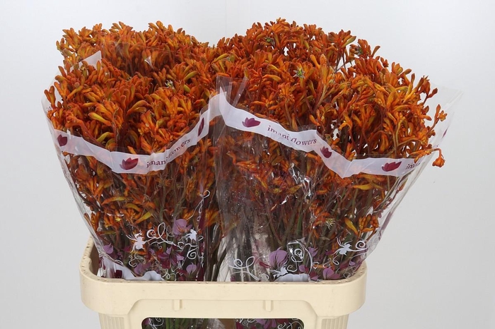 <h4>Anigozanthos Orange</h4>