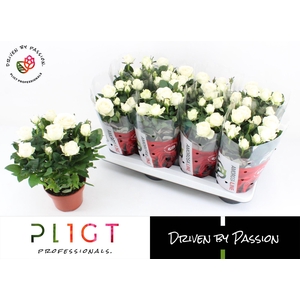 Potroos Infinity White P14 Amorosa