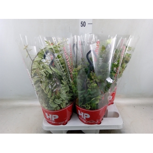 Aeschynanthus   ...