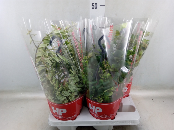 <h4>Aeschynanthus   ...</h4>