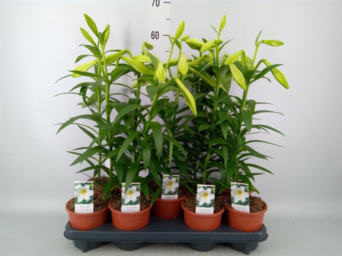 <h4>Lilium long. 'Miracle'</h4>