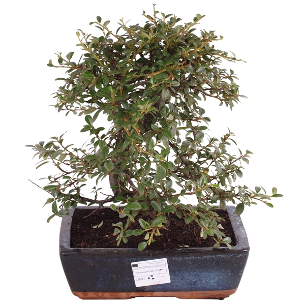 <h4>Bonsai Outdoor Luxe Ø25cm Ceramic Traditional Cotoneaster</h4>