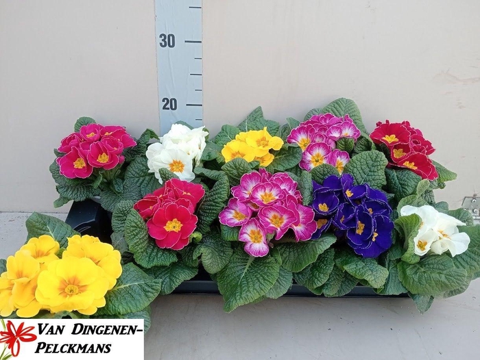 <h4>PRIM ACAULIS GEMENGD</h4>