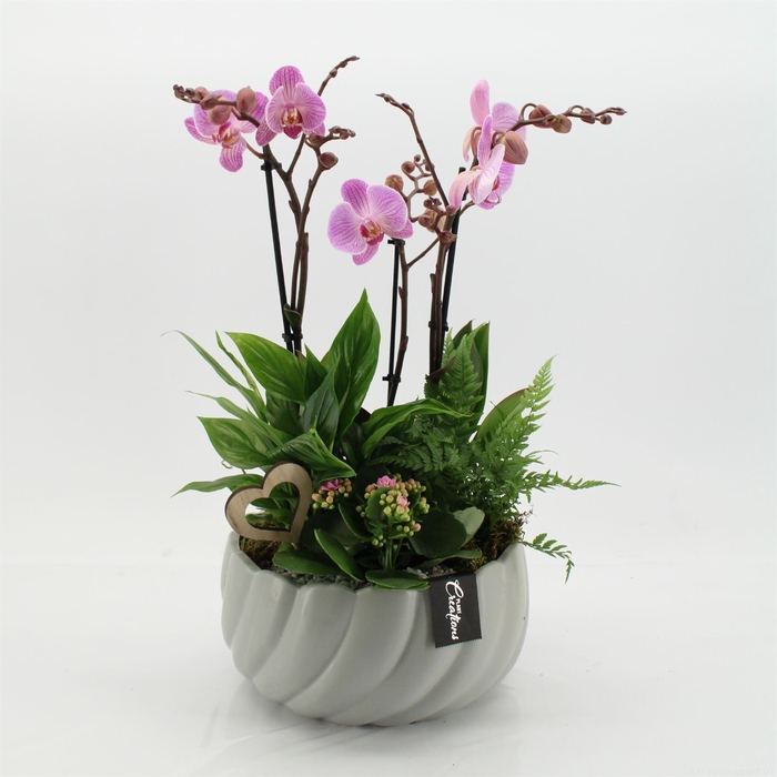 <h4>Arr.  Phalaenopsis H%</h4>