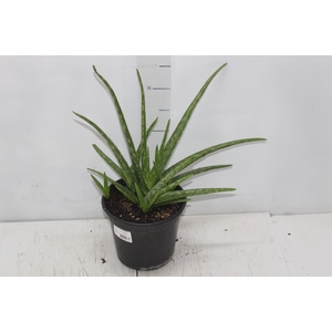 ALOE (BABOSA) P17