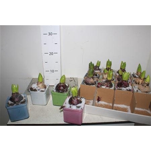 ****arr Hyacinth Met Snow****