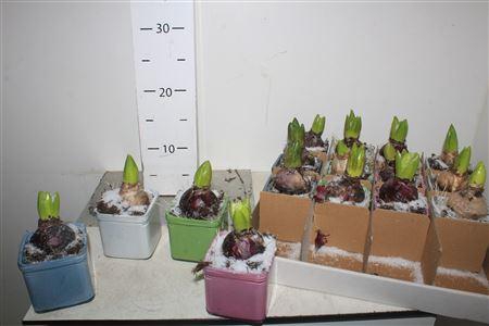 <h4>****arr Hyacinth Met Snow****</h4>