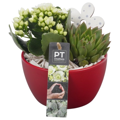 <h4>PTIB6356 Arrangementen kamerplanten</h4>