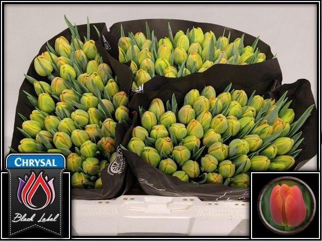 <h4>TU DU ICOON</h4>