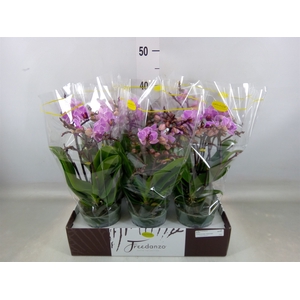 Phalaenopsis multi.   ...lilac