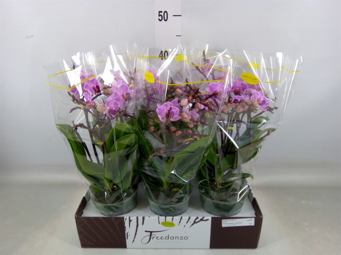 <h4>Phalaenopsis multi.   ...lilac</h4>