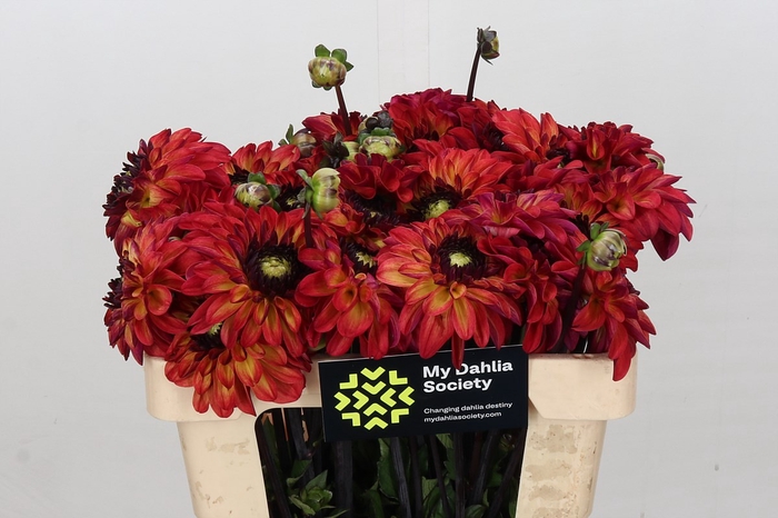Dahlia Ding A Dong