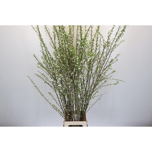 Prunus Glandulosa Alba Plena Branched