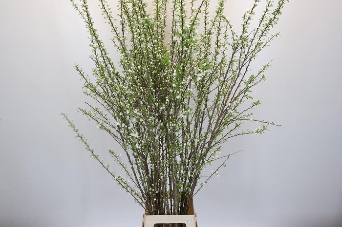 <h4>Prunus Glandulosa Alba Plena Branched</h4>