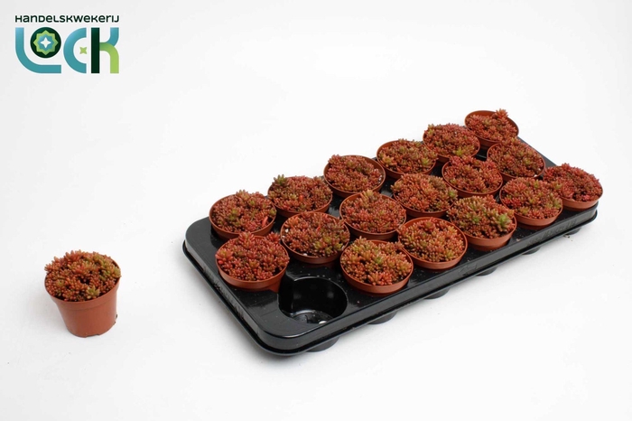 <h4>Sedum Rubrotinctum</h4>