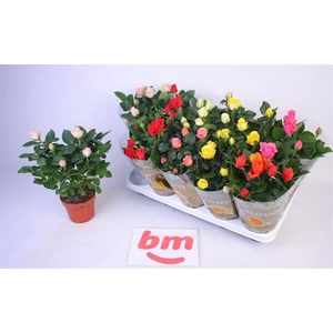 Rosa Beau Monde mixed 12Ø 28cm