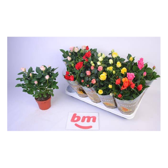 <h4>Rosa Beau Monde mix 12Ø 28cm</h4>