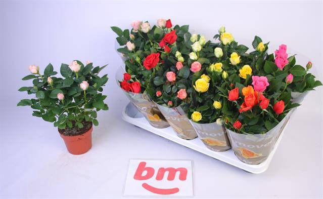 Rosa Beau Monde mixed 12Ø 28cm