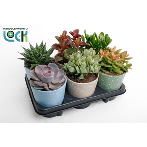 Succulenten mix in duurzaam keramiek
