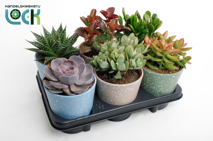 <h4>Succulenten mix in duurzaam keramiek</h4>