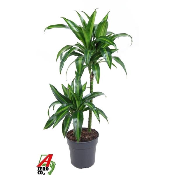 <h4>Dracaena fragrans 'Hawaiian Sunshine' (toef)</h4>