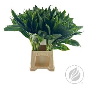 Cordyline Green 70 Cm