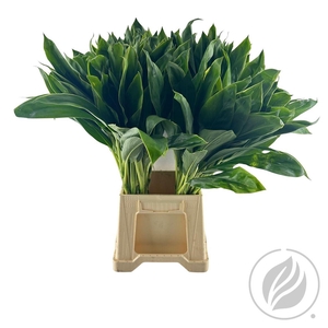 Cordyline Green 70 Cm