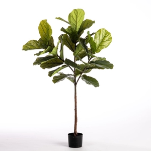 Af Ficus Lyr Pot H137cm Green