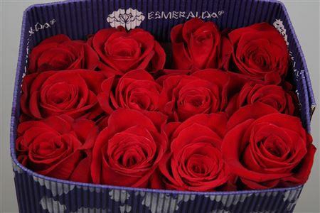 <h4>R Gr Freedom Ec</h4>