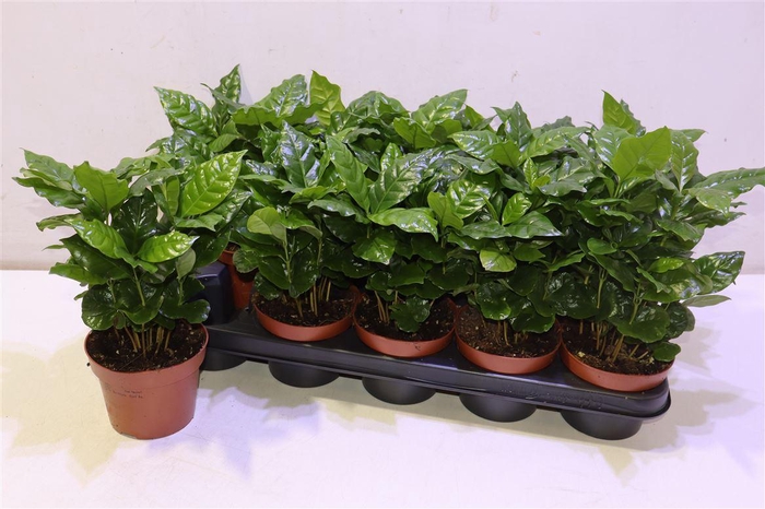 <h4>Coffea Arabica</h4>